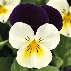 Viola White With Purple Wing